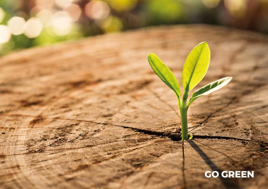 go green albintra fakro